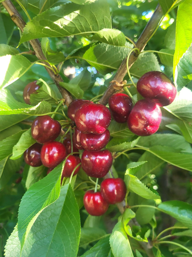 Thoughts from the Tractor Seat: Our Cherries, Our Community